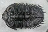Coltraneia Trilobite Fossil - Huge Faceted Eyes #165856-5